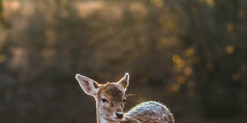 北京福伊森：解析环保建材产品线如何赋能现代室内装修与建材供应